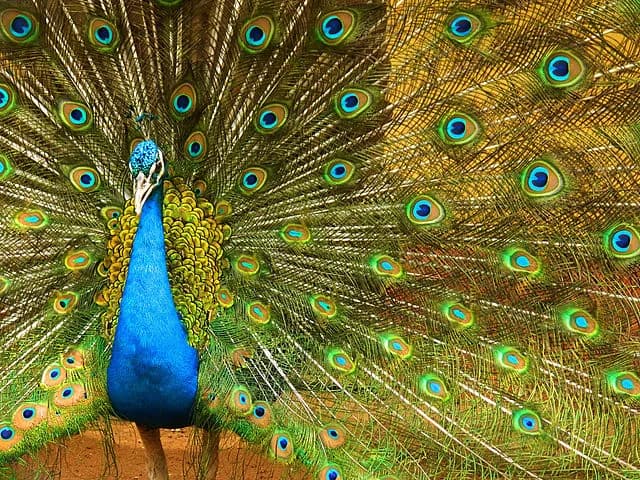«I pavoni impagliati» di Cosimo Monari