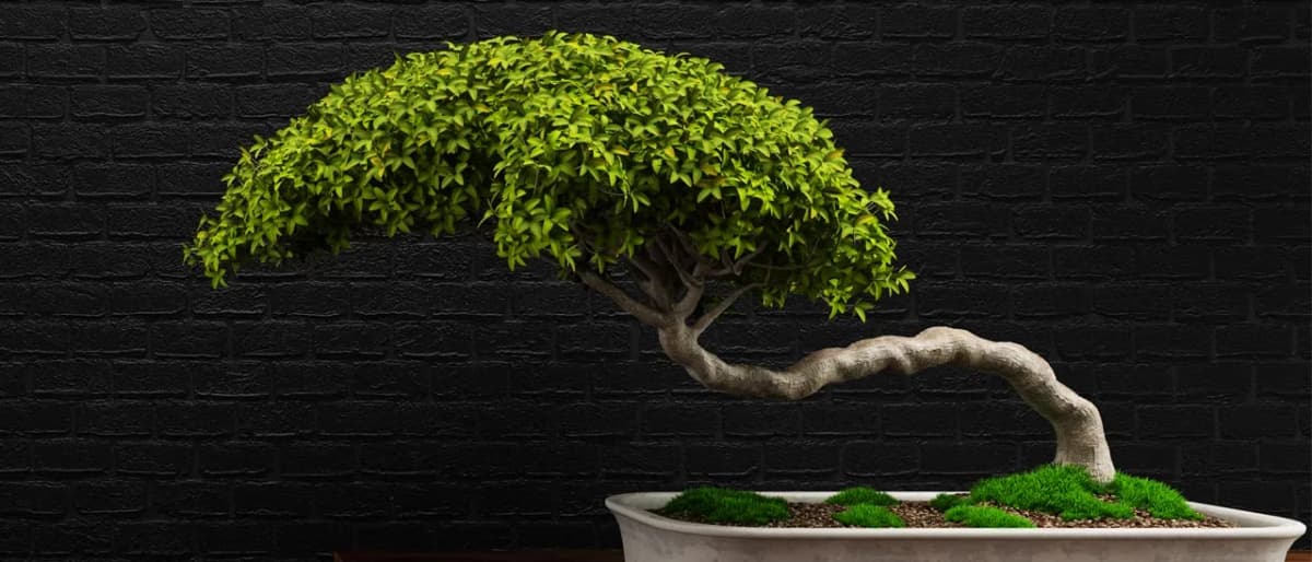 Su «Storie di alberi e bonsai» di Alejandro Zambra